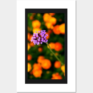 Purple Clump of Flowers Posters and Art